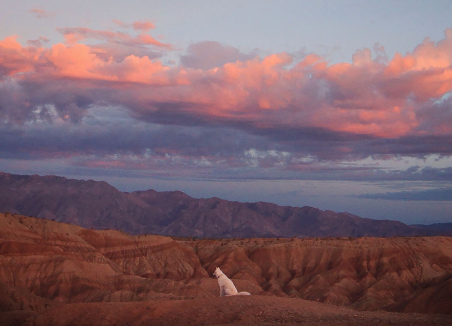 dog-adventures-john-stortz-25