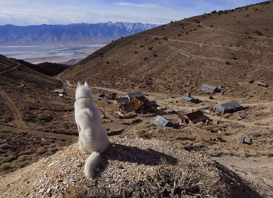 dog-adventures-john-stortz-4 dog-adventures-john-stortz-4