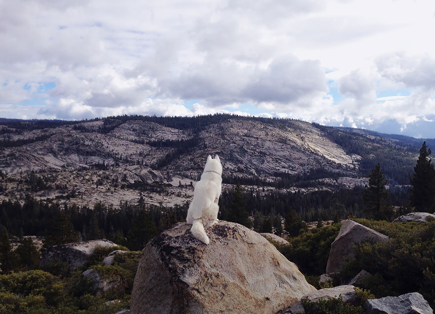 dog-adventures-john-stortz-5 dog-adventures-john-stortz-5