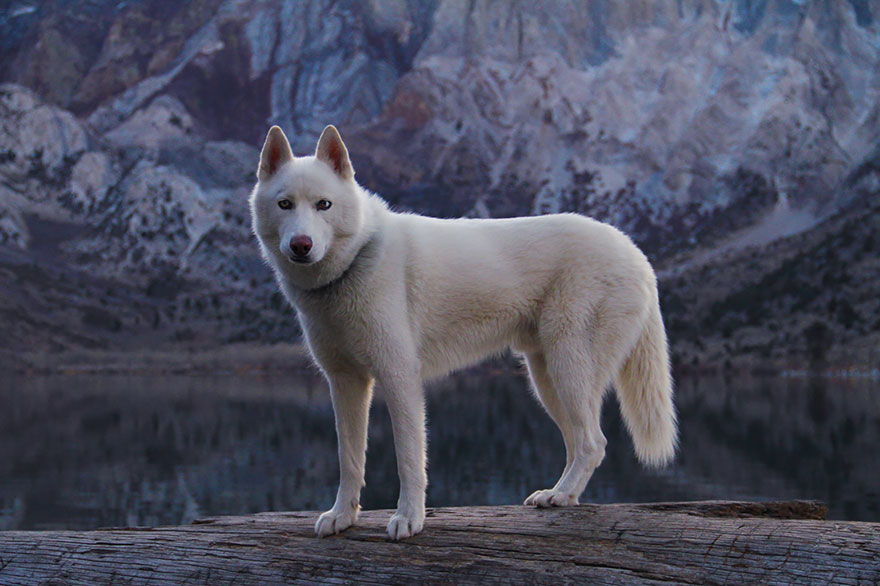 dog-adventures-john-stortz-9 dog-adventures-john-stortz-9