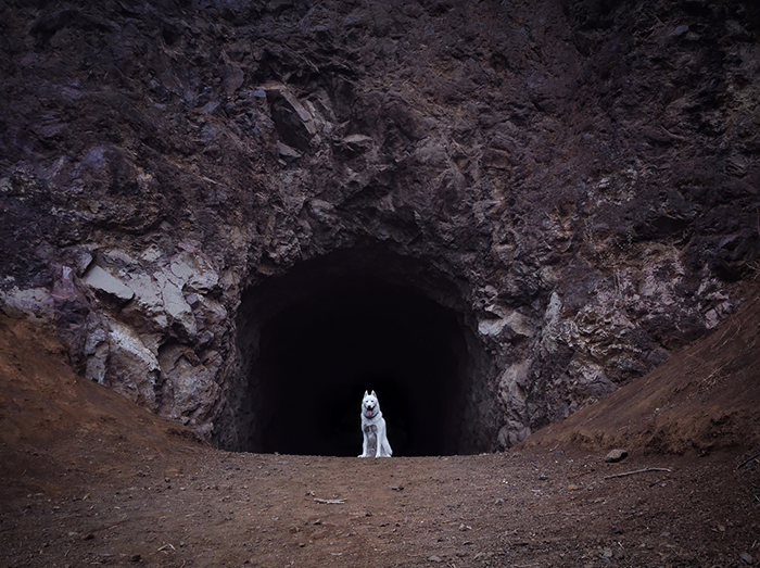 Wild Adventures Of A Man And His Dog In Majestic Nature Photos