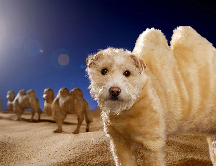 dog-transformed-to-other-animals-holiday-card-10