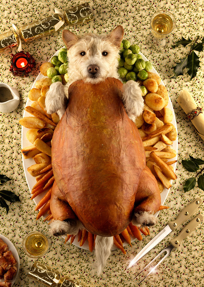 dog-transformed-to-other-animals-holiday-card-8 dog-transformed-to-other-animals-holiday-card-8