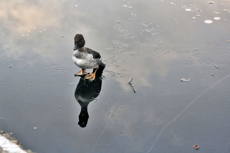 duck-rescue-frozen-lake-norway-9 duck-rescue-frozen-lake-norway-9