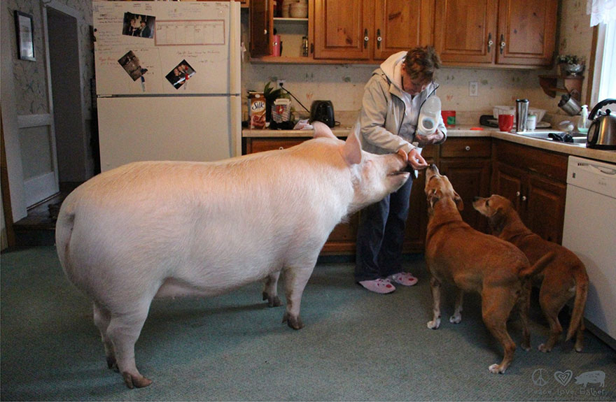esther-wonder-pig-sanctuary-steve-derek-11 esther-wonder-pig-sanctuary-steve-derek-11