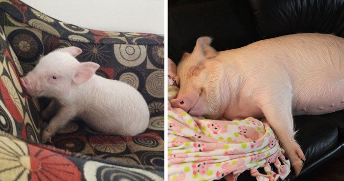 This Couple Thought They Adopted A Mini-Pig, But It Grew Up Into 670 Pounds Of Cuteness