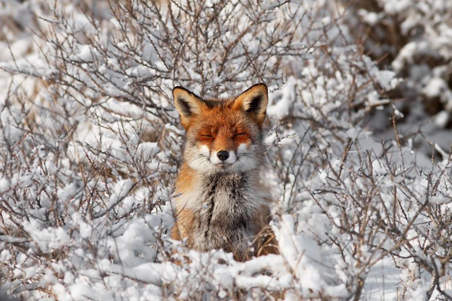 50 Shades Of White With A Touch Of Red: New Winter Foxes By Roeselien Raimond