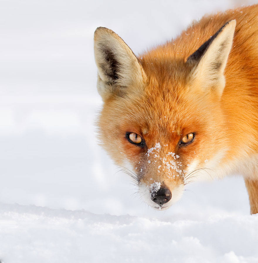 50 Shades Of White With A Touch Of Red: New Winter Foxes By Roeselien Raimond