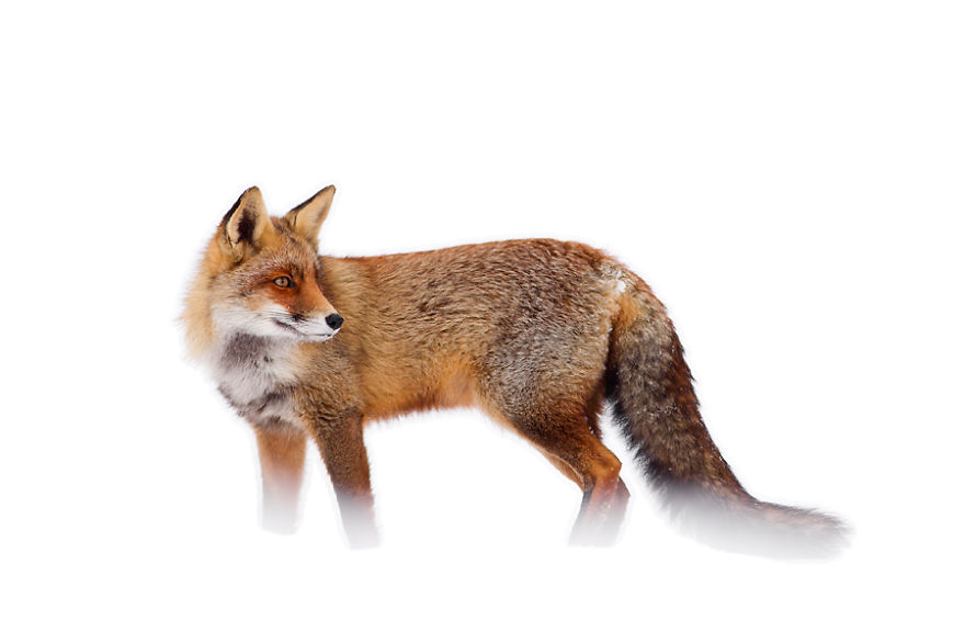 50 Shades Of White With A Touch Of Red: New Winter Foxes By Roeselien Raimond 50 Shades Of White With A Touch Of Red: New Winter Foxes By Roeselien Raimond