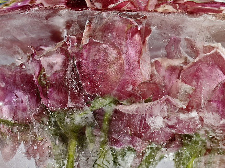 frozen-flowers-locked-in-ether-kenji-shibata-6