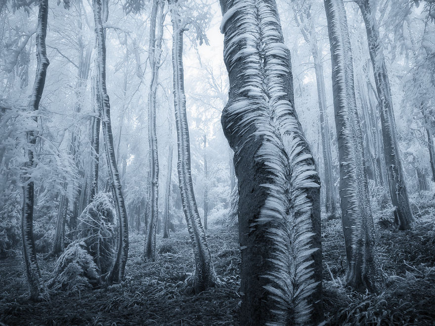Trees In A Czech Forest