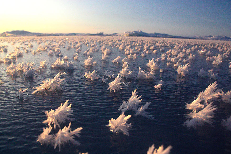 Frost Flowers In The Arctic Ocean
