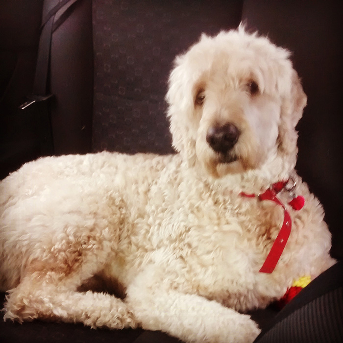 go-pro-dog-sad-owner-leaves-5