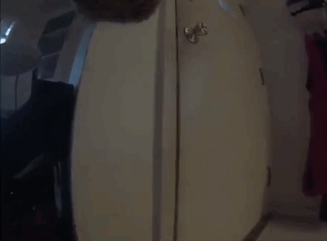 go-pro-dog-sad-owner-leaves-8