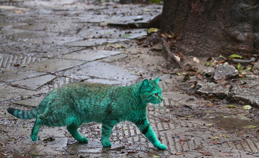 green-cat-varna-bulgaria-10 green-cat-varna-bulgaria-10