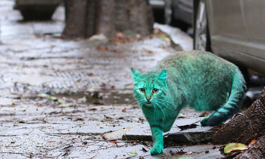 green-cat-varna-bulgaria-9 green-cat-varna-bulgaria-9
