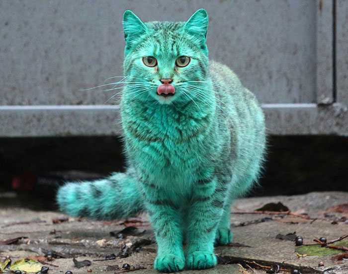This Stray Cat Accidentally Turned Itself Green