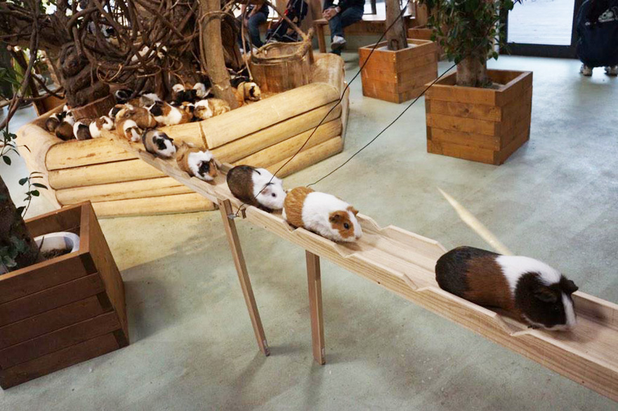guinea-pig-bridge-1