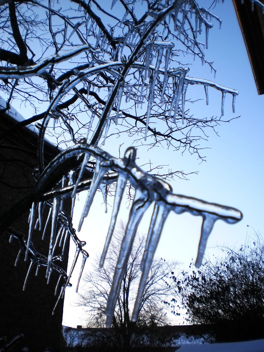 Frozen Tree, North Germany