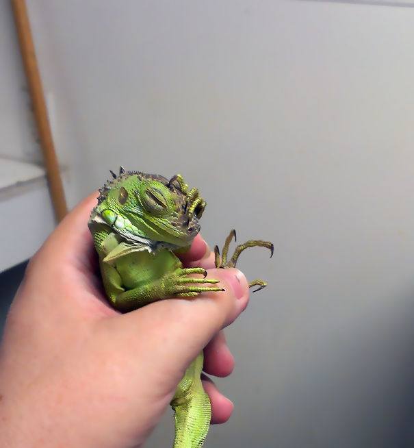 What'd They Feed That Cricket?!