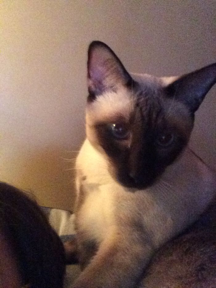 Colour Point Shorthair