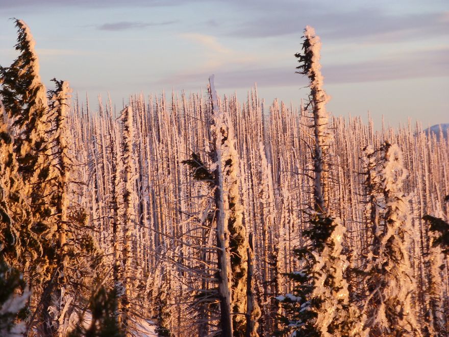 Burned Forest Under Ice, Mt Jefferson Oregon