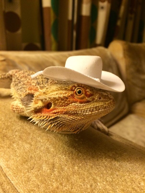 Howdy Ma'am