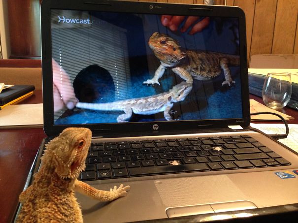 How To Train Your Dragon