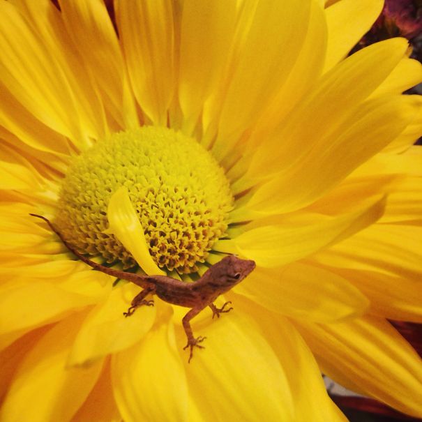 Flower Lizard