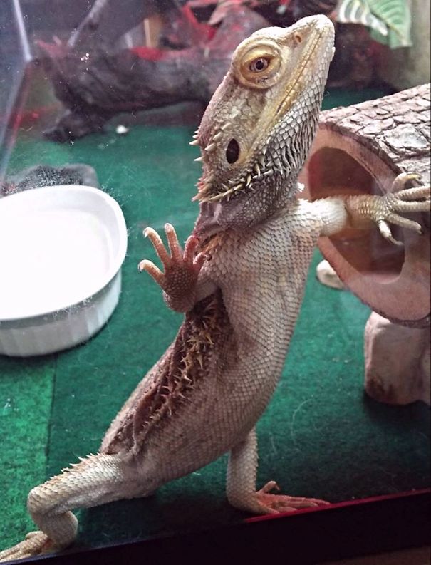 "pardon Me, Do You Have Any Grey Poupon?"