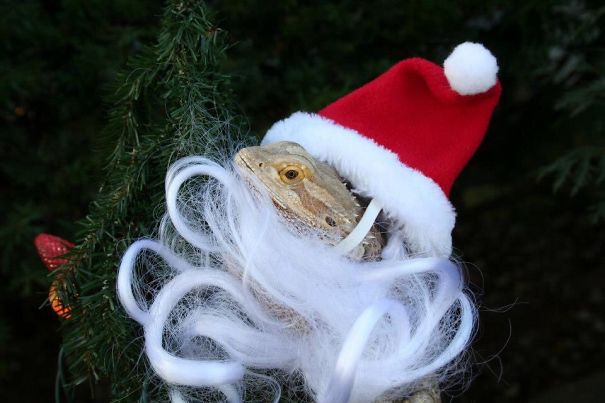 Ho Ho Ho Beardy Christmas!