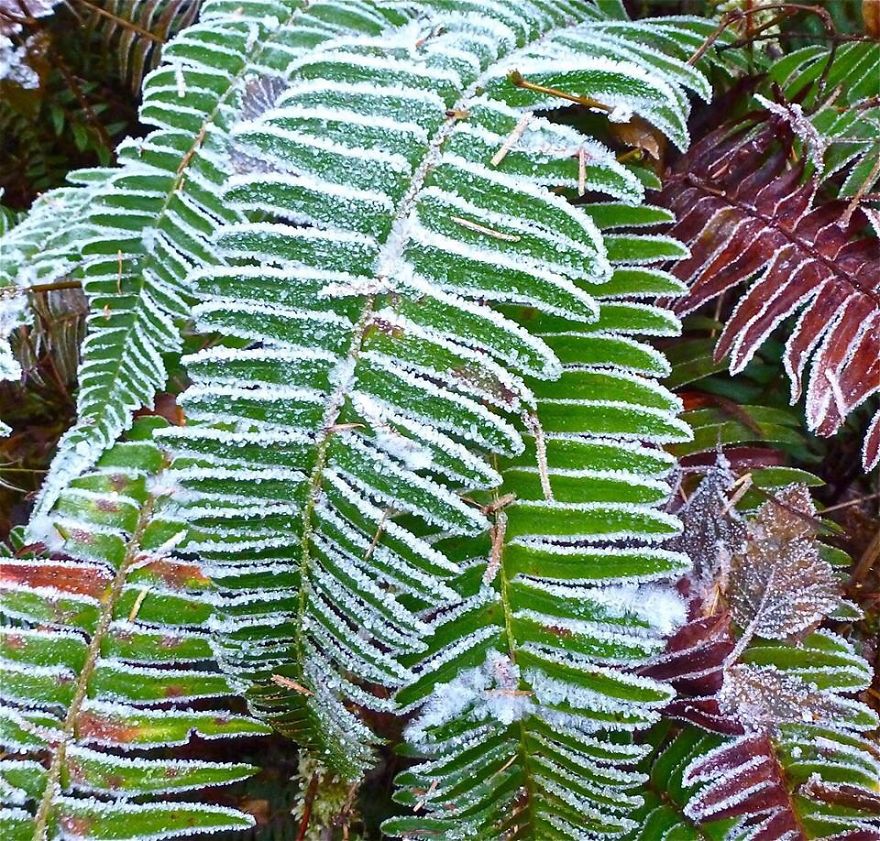 Hoh Rain Forest, Washington.