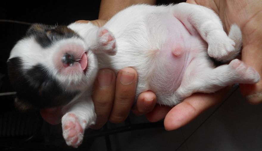 Katsu, Our Baby Boy Shih Tzu At Week 1.