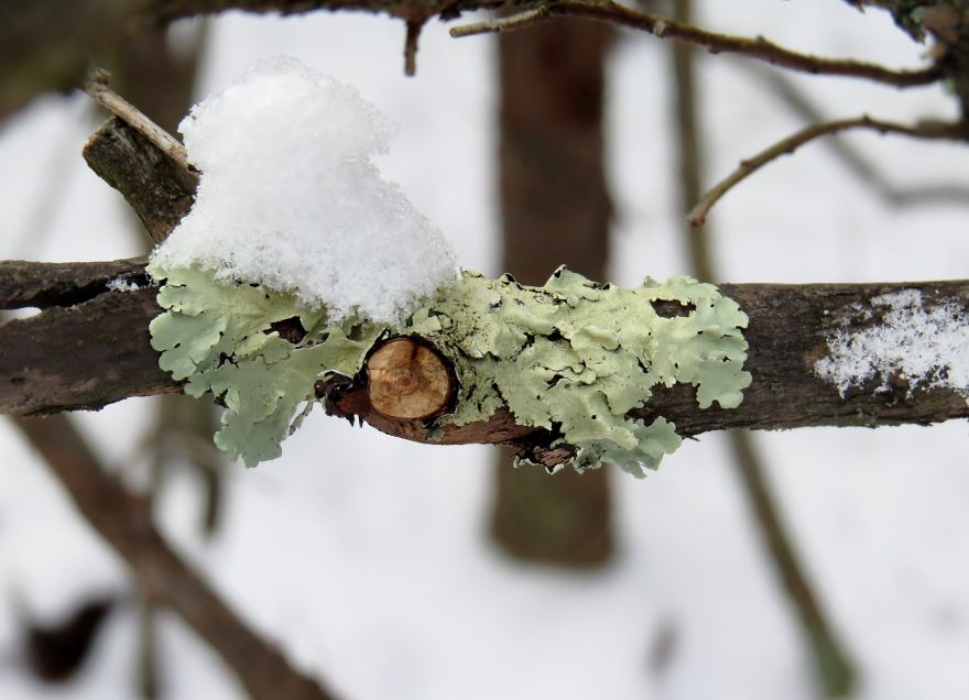 Lichen In The Bog