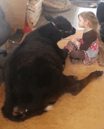 little-girl-pet-calf-cow-nap-breanna-izzy-12 little-girl-pet-calf-cow-nap-breanna-izzy-12