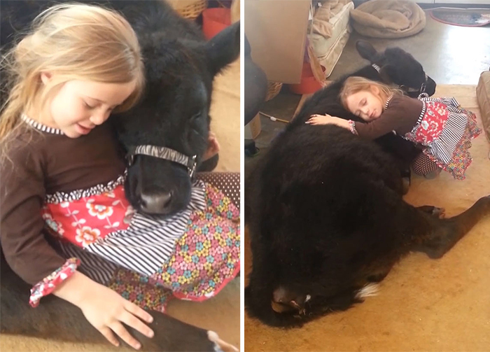 This 5-Year-Old Girl Sneaked A Baby Cow Into Her Home To Cuddle With It