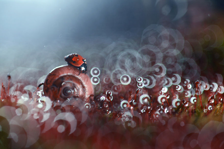 Magical Macro World Of Snails And Bugs By Vadim Trunov Magical Macro World Of Snails And Bugs By Vadim Trunov
