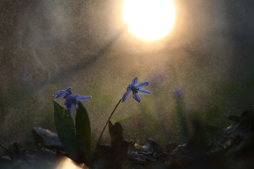 Magical Macro World Of Snails And Bugs By Vadim Trunov