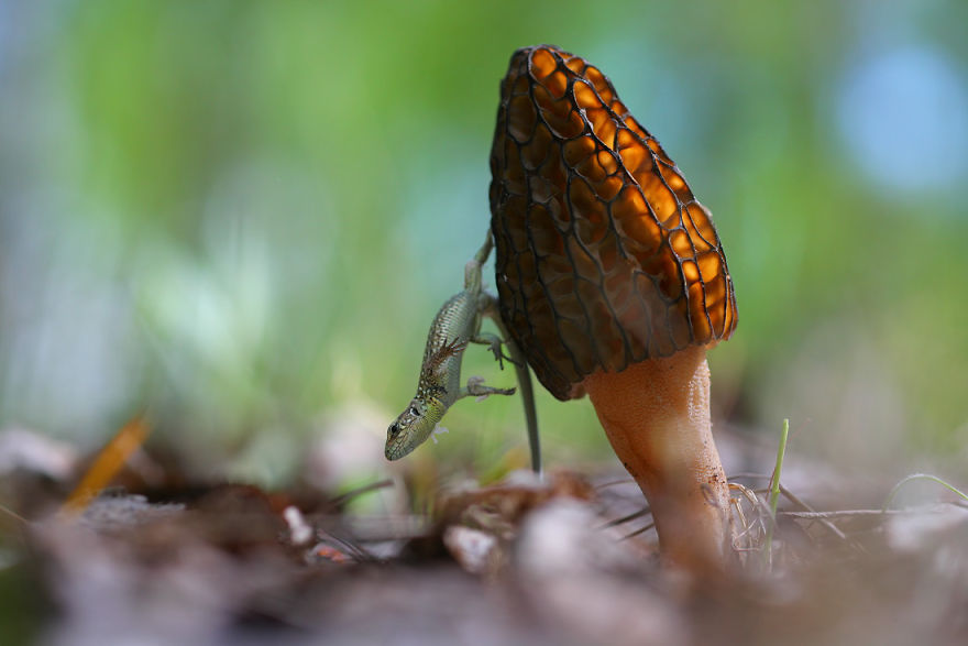 Magical Macro World Of Snails And Bugs By Vadim Trunov Magical Macro World Of Snails And Bugs By Vadim Trunov