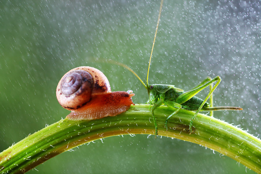 Magical Macro World Of Snails And Bugs By Vadim Trunov