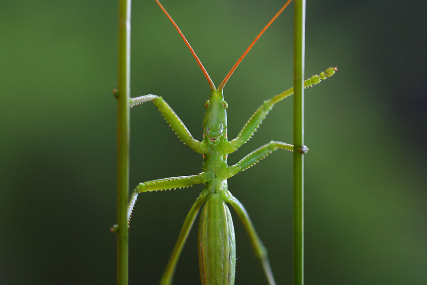 Magical Macro World Of Snails And Bugs By Vadim Trunov Magical Macro World Of Snails And Bugs By Vadim Trunov