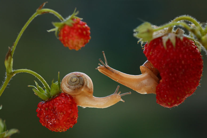 Magical Macro World Of Snails And Bugs By Vadim Trunov Magical Macro World Of Snails And Bugs By Vadim Trunov