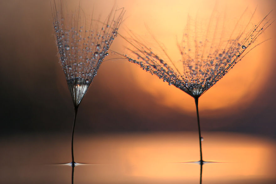 Magical Macro World Of Snails And Bugs By Vadim Trunov Magical Macro World Of Snails And Bugs By Vadim Trunov