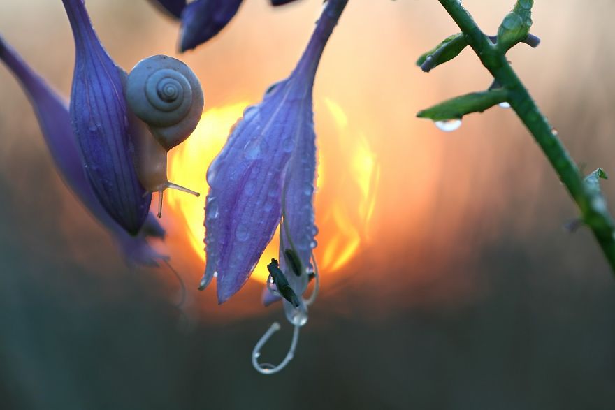 Magical Macro World Of Snails And Bugs By Vadim Trunov Magical Macro World Of Snails And Bugs By Vadim Trunov