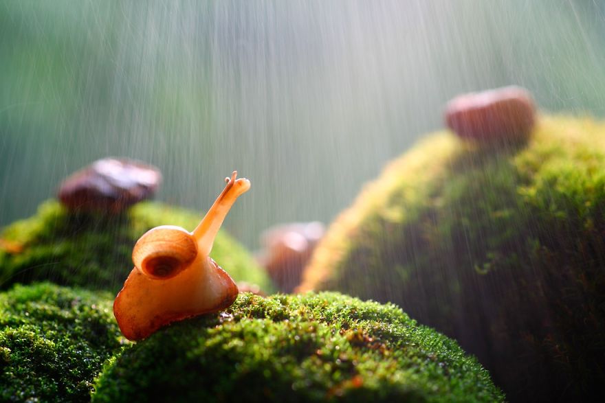 Magical Macro World Of Snails And Bugs By Vadim Trunov Magical Macro World Of Snails And Bugs By Vadim Trunov