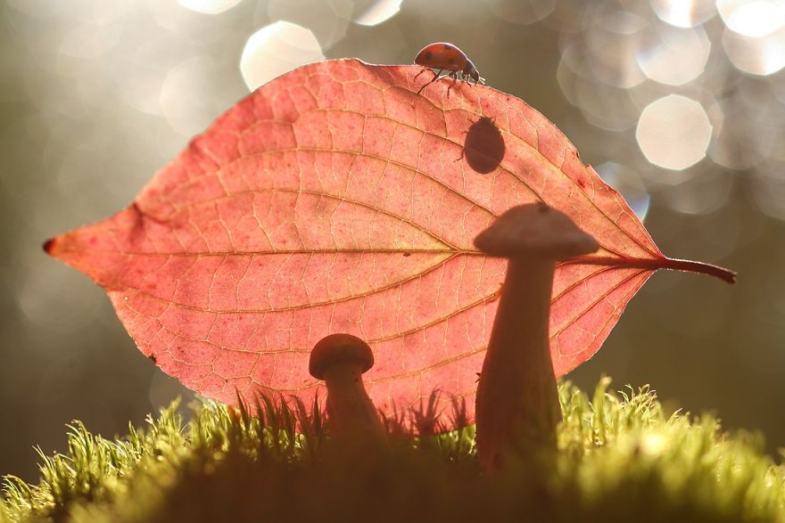 Magical Macro World Of Snails And Bugs By Vadim Trunov