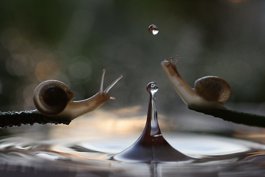 Magical Macro World Of Snails And Bugs By Vadim Trunov Magical Macro World Of Snails And Bugs By Vadim Trunov