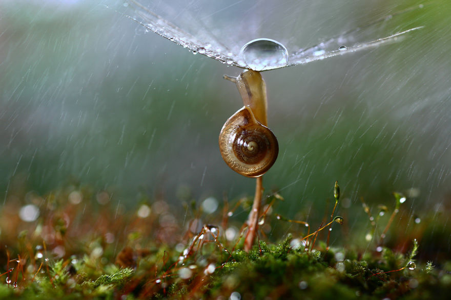 Magical Macro World Of Snails And Bugs By Vadim Trunov Magical Macro World Of Snails And Bugs By Vadim Trunov
