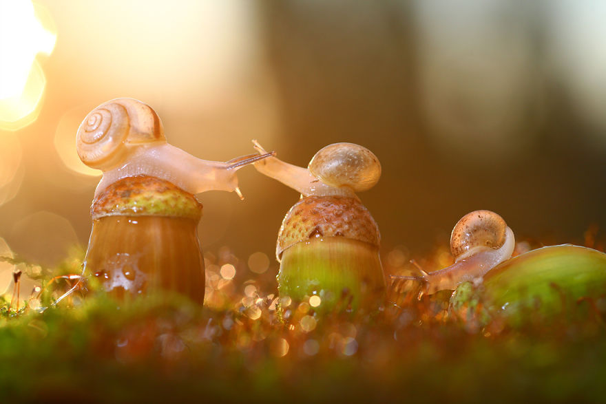 Magical Macro World Of Snails And Bugs By Vadim Trunov Magical Macro World Of Snails And Bugs By Vadim Trunov