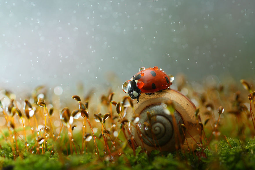 Magical Macro World Of Snails And Bugs By Vadim Trunov